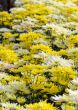 Chrysanthemum Morifolium flowers garden