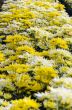 Chrysanthemum Morifolium flowers garden