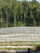 Flower farm on mountain