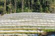 Flower farm on mountain