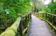 Pathway in the forest made of wood