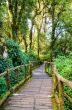 Pathway in the forest made of wood