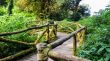Pathway in the forest made of wood