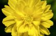 Yellow Cosmos flower