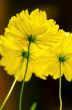 Yellow Cosmos flower