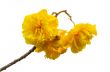 Yellow flowers of Cochlospermum Regium on white background