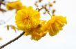 Yellow flowers of Cochlospermum Regium on white background