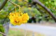 Yellow flowers of Cochlospermum Regium