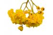 Yellow flowers of Cochlospermum Regium on white background