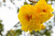 Yellow flowers of Cochlospermum Regium