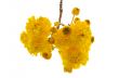 Yellow flowers of Cochlospermum Regium on white background