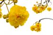Yellow flowers of Cochlospermum Regium on white background
