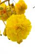 Yellow flowers of Cochlospermum Regium on white background