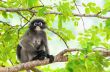 Dusky leaf monkey or Trachypithecus obscurus on tree