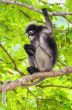 Dusky leaf monkey or Trachypithecus obscurus on tree
