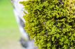 Close up moss on the tree
