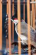 Bird in the cage