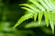 Rain drops on fern leaf