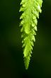 Rain drops on fern leaf