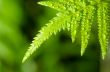 Rain drops on fern leaf