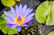 Purple Lotus flower ( Nymphaea Nouchali )