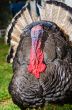 Male wild turkey