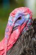 Closeup head of male wild turkey