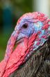Closeup head of male wild turkey