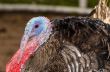 Male wild turkey