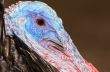 Closeup head of male wild turkey