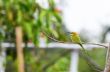Little Green Bee Eater bird