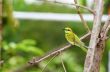 Little Green Bee Eater bird