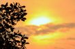Silhouette tree at sunset