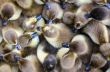 Ducklings for sale