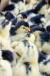 Chicks for sale
