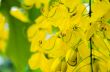 Close up Purging Cassia or Ratchaphruek flowers ( Cassis fistula