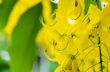 Close up Purging Cassia or Ratchaphruek flowers ( Cassis fistula
