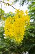 Purging Cassia or Ratchaphruek flowers ( Cassis fistula )