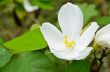 Snowy Orchid flower ( Bauhinia acuminata )