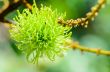Soft fruit of rambutan is pure natural