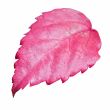Pink leaf of the Hibiscus isolated on white