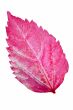 Pink leaf of the Hibiscus isolated on white