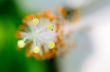 Carpel of the white Hibiscus flowers