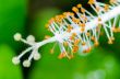 Carpel of the white Hibiscus flowers