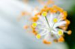 Carpel of the white Hibiscus flowers