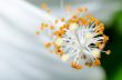 Carpel of the white Hibiscus flowers