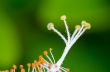 White carpel of the Hibiscus flowers