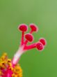 Red carpel of the Hibiscus flowers