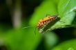 Red Cotton Bug (Dysdercus cingulatus)