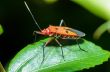 Red Cotton Bug (Dysdercus cingulatus)
